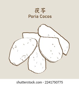 Poria cocos, Wolfiporia extensa Peck Ginns or Poria cocos F. A. Wolf. 茯苓. Vector Illustration EPS 10. svg