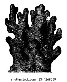 Porites Furcata is an animal somewhat pitcher shaped vintage line drawing or engraving illustration.