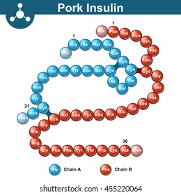 Pork insulin hormone structure, two peptide chains, 3d vector illustration of  protein, eps 10