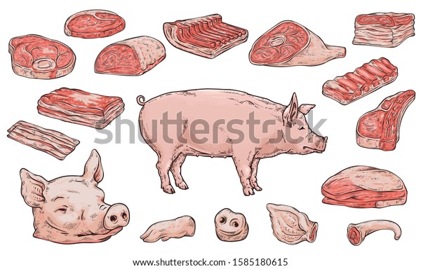 Pork meat\
butchery cutting diagram or scheme banner, cartoon vector\
illustration in sketch style isolated on white background. Meat\
production poster for stores and\
markets.
