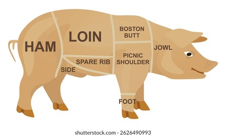 Pork meat diagram. vector illustration