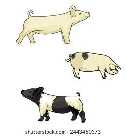 Pork Perspectives Four poses from the pig pen