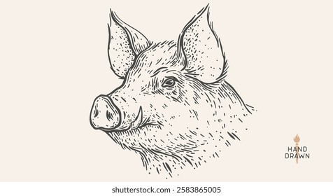 Pork, pig, hog. Hand drawn. Vintage retro print, black white pig head, pork drawing, engrave old school style. Sketch artwork ink pencil style drawing. Butchery, pork pig farm. Vector Illustration