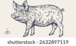 Pork, pig, hog, meat tag label. Template Meat Tag Label. Vintage print, tag, label farm pig sketch ink pencil style drawing. Butchery, pork pig farm, meat shop, text, typography. Vector Illustration