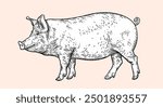 Pork, pig, hog sketch. Vintage retro print, black white farm domestic pig sketch ink pencil style drawing, engrave old school. Sketch artwork silhouette pig, white background. Vector Illustration