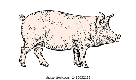 Pork, pig, hog sketch. Vintage retro print, black white farm domestic pig sketch ink pencil style drawing, engrave old school. Sketch artwork silhouette pig, white background. Vector Illustration