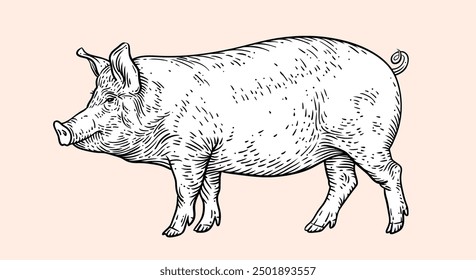 Pork, pig, hog sketch. Vintage retro print, black white farm domestic pig sketch ink pencil style drawing, engrave old school. Sketch artwork silhouette pig, white background. Vector Illustration