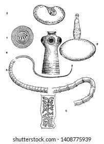 Pork Tapeworm Belonging To Cyclophyllid Cestodes In The Family Taeniidae, Vintage Line Drawing Or Engraving Illustration.