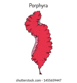 Porphyra purpurea, edible seaweed. Hand drawn botanical vector illustration