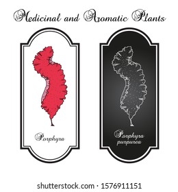 Porphyra purpurea, edible seaweed. Hand drawn botanical vector illustration
