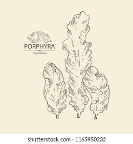 Porphyra: porphyra seaweed. Red algae. Edible seaweed. Vector hand drawn illustration.