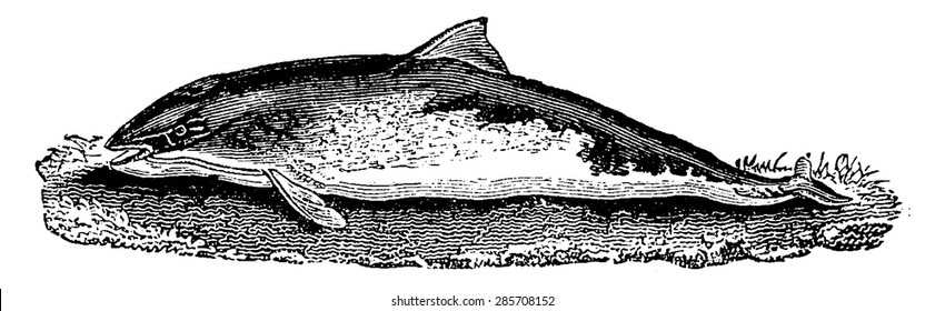 Porpoise, vintage engraved illustration. Natural History of Animals, 1880.
