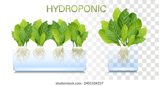 Portable hydroponic aeroponic system for eco-friendly growing of green lettuce, vegetables and herbs. organic vegetable garden