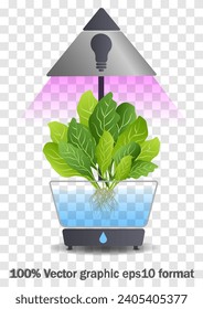 Portable hydroponic aeroponic system for eco-friendly growing of green lettuce, vegetables and herbs. With automatic watering system and purple phyto lighting. Phytolamp