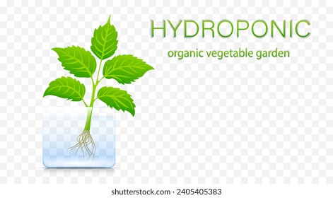 Portable hydroponic aeroponic system for eco-friendly growing of green lettuce, vegetables and herbs. organic vegetable garden