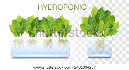 Portable hydroponic aeroponic system for eco-friendly growing of green lettuce, vegetables and herbs. organic vegetable garden