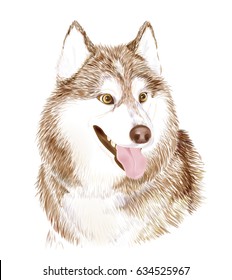 Portait of the Brown Adult Siberian Husky Dog Or Sibirsky Husky . Muzzle of friendly dog.