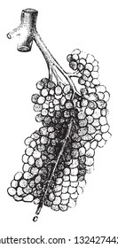 Portion of a dolphin kidney, To show the dissociation of its lobules, vintage engraved illustration. from Zoology Elements from Paul Gervais.
