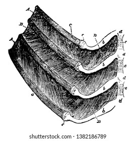 Portions of four ribs of a dog with the muscles between them, vintage line drawing or engraving illustration.