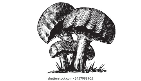 Portobello Pilz handgezeichnete Grafik. Hand gezeichnete Austernpilze. Isolierte Skizze auf weißem Hintergrund. Vektorillustration. Gravierte Stil Gemüse Zeichnung. In: Botanical Kollektion Art.