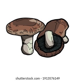 Portobello Mushroom, Set Of Portobello Mushroom On White Background. Portobello Mushroom, Vector Illustration. 