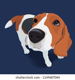 Portrait of adorable beagle dog with shadow on blue background, vector illustration