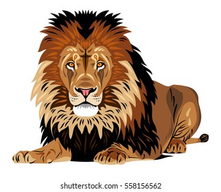 Portrait of African lion lying