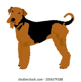 Portrait of Airedale Terrier vector illustration isolated. Big terrier dog. Beware of purebred dog. Dog show champion. Best friend. Alert, guard attention.