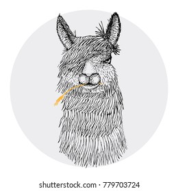 Portrait of alpaca chewing herb. Hand drawn vector illustration