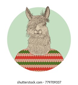 Portrait of an alpaca in a sweater. Vector illustration