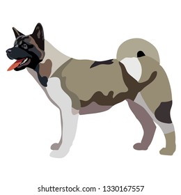 Portrait Of American Akita in full growth. Vector illustration