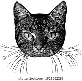 Portrait of an angry cat. Art detailed editable illustration. Vector vintage engraving. Isolated on white background. 8 EPS