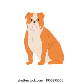 Portrait Of Angry English Bulldog With Wrinkled Face. Serious British Purebred Bull Dog With Short Hair And Folded Skin. Muscular Doggy. Colored Flat Vector Illustration Isolated On White Background