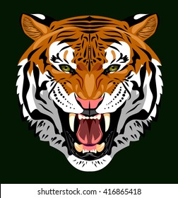 Portrait of an angry tiger bared