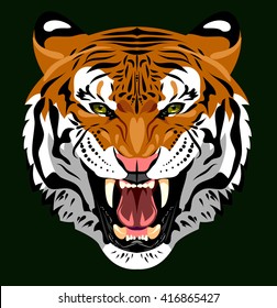 Portrait of an angry tiger bared