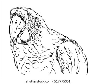 Portrait of Ara parrot prints in the style of (doodle)