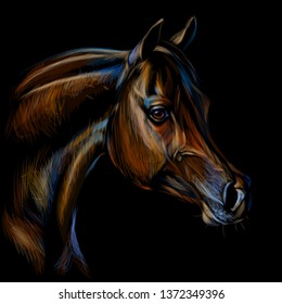 
Portrait of an arab horse. Graphic, color realistic drawing of a horse's head on a black background.