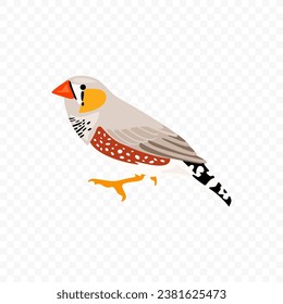 Portrait of an Australian Zebra Finch (Taeniopygia castanotis) vector design. Wild male exotic bird graphic illustration