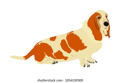 Portrait of Basset hound dog vector illustration isolated. Dachshund dog shape. Basset sitting. Beware of dog.  Best friend for kids. Lovely member of home.
