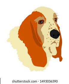 Portrait of Basset hound dog vector illustration isolated. Basset posing. Beware of dog. Best friend for kids. Lovely member of home.