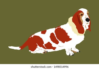 Portrait of Basset hound dog vector illustration isolated. Dachshund dog shape. Basset posing. Beware of dog. Best friend for kids. Lovely member of home.