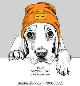 Portrait Basset Hound in the hipster hat. Vector illustration.