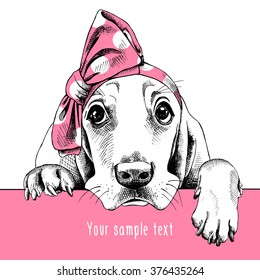 Portrait of a Basset Hound in the pink headband. Vector illustration.