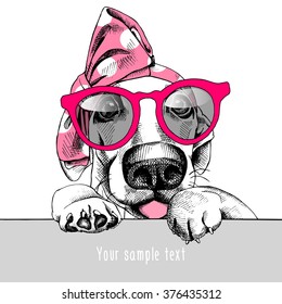 Portrait of a Basset Hound in the pink headband and with sunglasses. Vector illustration.