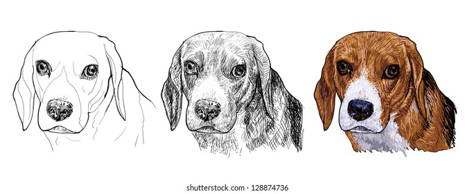 The portrait of Beagle in 3 styles