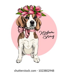 Portrait of beagle dog wearing tulip crown. Welcome spring. Hand drawn colored vector illustration. Engraved detailed art. Good for Easter greeting card, poster, banner, flyer, advertisement