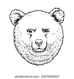 Portrait of Bear. Hand-drawn illustration. Vector