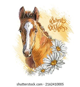 Portrait of a beautiful foal and chamomile flowers. Hand drawn style print. Vector illustration with horse isolated on white. For T-shirt composition, print, design, stickers, sublimation, decor