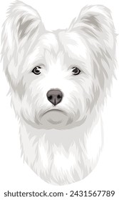 portrait of beautiful white terrier dog