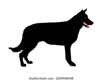 Portrait of Belgian Shepherd dog vector illustration isolated. Belgian Shepherd. Beware of purebred dog. Dog show champion. Best friend. Alert, guard attention.